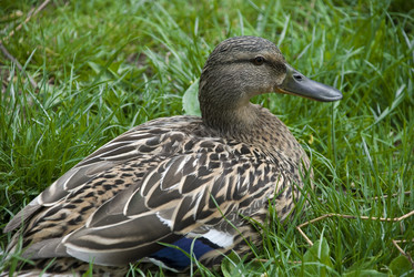 Similar image 125596