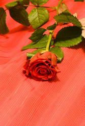 Similar image 125729