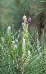 Similar image 125793