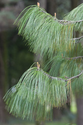 Similar image 125794