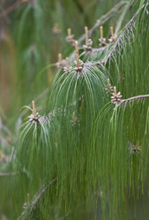 Similar image 125795