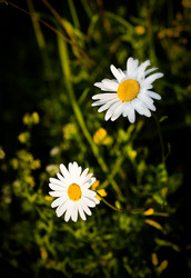 Similar image 125867