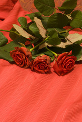 Similar image 126538