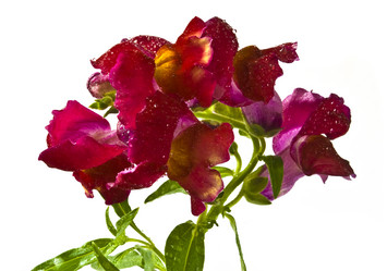 Similar image 127189