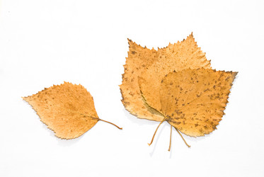 Similar image 127445