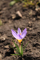 Similar image 127736