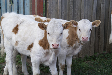 Similar image 128417