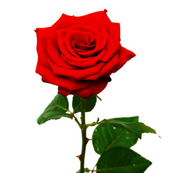 Similar image 128605