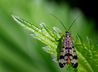 Similar image 128738