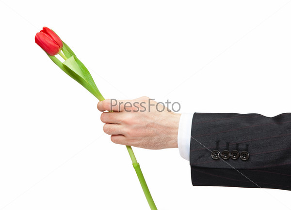Можно дарить 1 тюльпан. Один тюльпан в руке. Мужик с одним тюльпаном. 1 Тюльпан в мужской руке. Рука держащая один тюльпан.