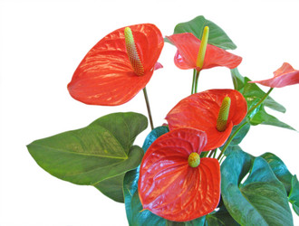 Similar image 129704