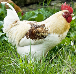 Similar image 130269