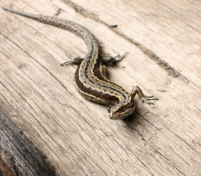 Similar image 130829