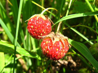 Similar image 130938