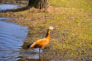 Similar image 131093