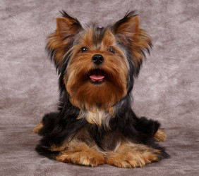 Similar image 131178