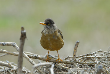 Similar image 131294