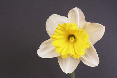 Similar image 131335