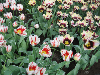 Similar image 131377