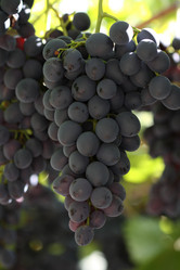 Similar image 131383