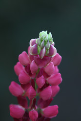 Similar image 131514