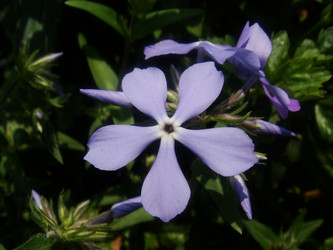 Similar image 131731