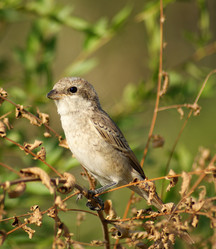 Similar image 132083