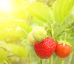 Similar image 132257