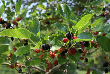 Similar image 132474