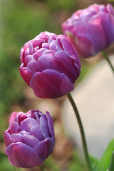 Similar image 132885