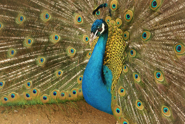 Similar image 133036