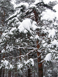 Similar image 133296