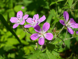 Similar image 133359