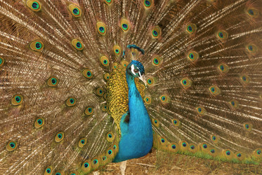 Similar image 133736