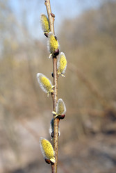 Similar image 133757