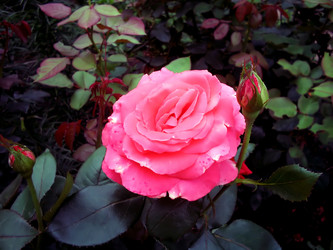 Similar image 134369