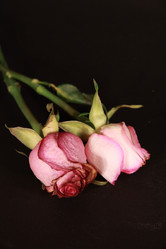 Similar image 134653