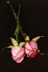 Similar image 134659