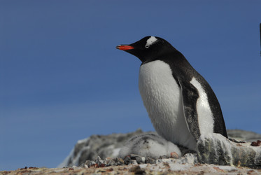 Similar image 135117