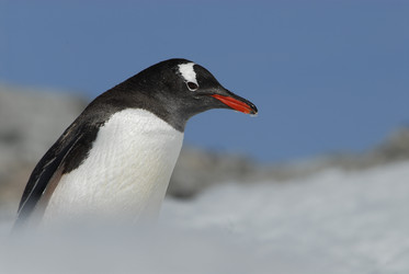 Similar image 135120