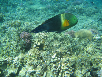 Similar image 135268