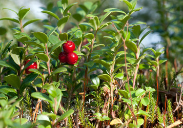 Similar image 135383