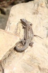 Similar image 135444