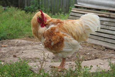 Similar image 135453