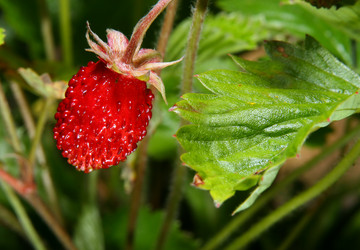 Similar image 135550