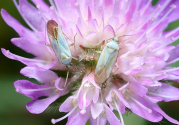 Similar image 135954