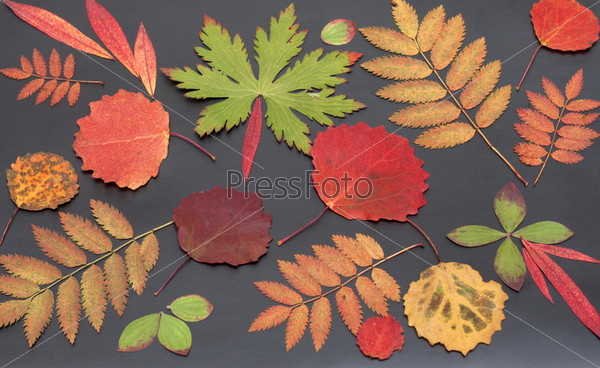 Фотообои Листья гербарий желтые купить на стену • Эко Обои