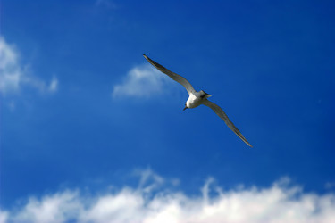 Similar image 136305