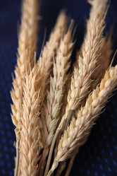 Similar image 136334