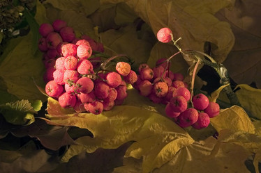 Similar image 136447